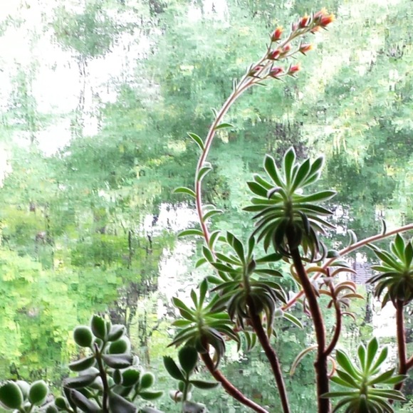 Meet your Posher, Mikhaila - Picture 1 of 1